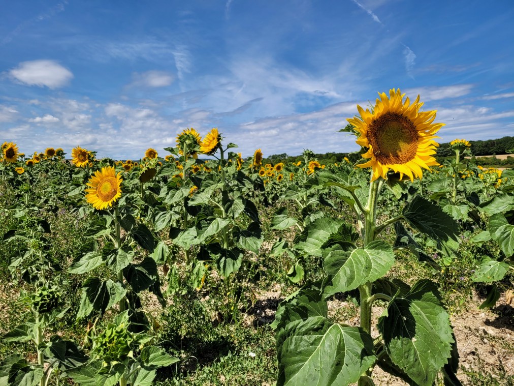 The Perpetual Drama&nbsp;Subscription*